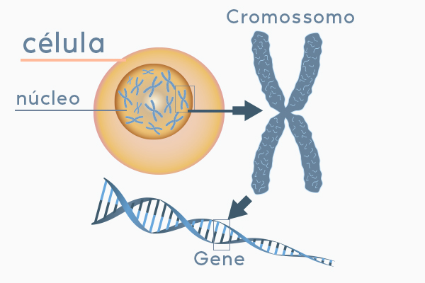 célula, cromossomo e gene