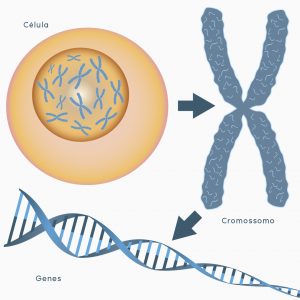 DNA: célula, cromossomo e gene